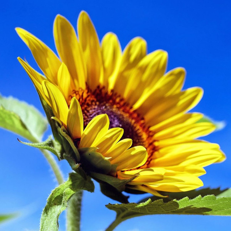 Słonecznik ogrodowy ozdobny i jadalny 20g