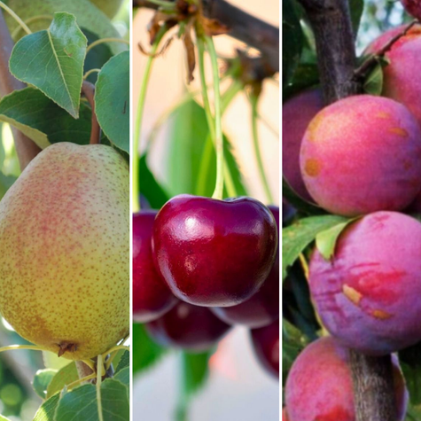  Zestaw Owocowe Letnie Zbiory Plant Pack 