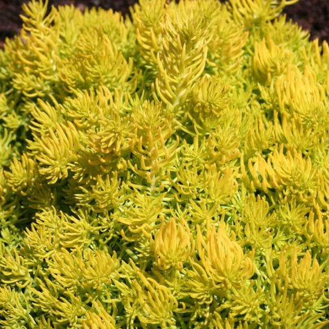 Rozchodnik ościsty Angelina