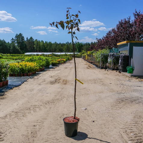 Brzoza brodawkowata Purpurea szczepiona na pniu (C20)