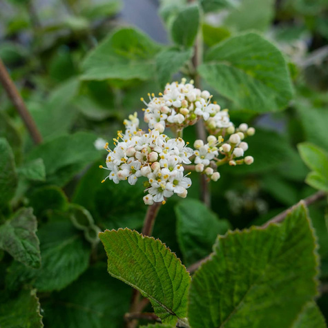 Kalina hordowina (C2)