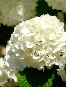 Kalina japońska Newport