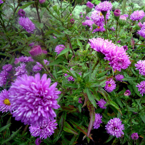 Aster nowobelgijski Patricia Ballard (C2)