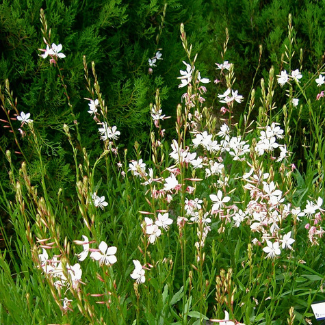 Gaura Gambit White (C2)