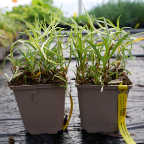 Krwawnik polny Moonwalker (C2)