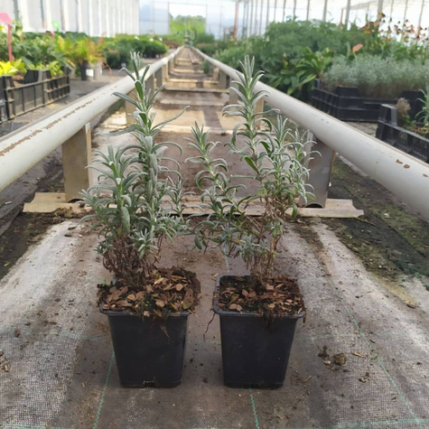 Lawenda wąskolistna lekarska Dwarf Blue (C2)