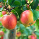 Jabłoń Rajka Parchoodporna Plant Pack 