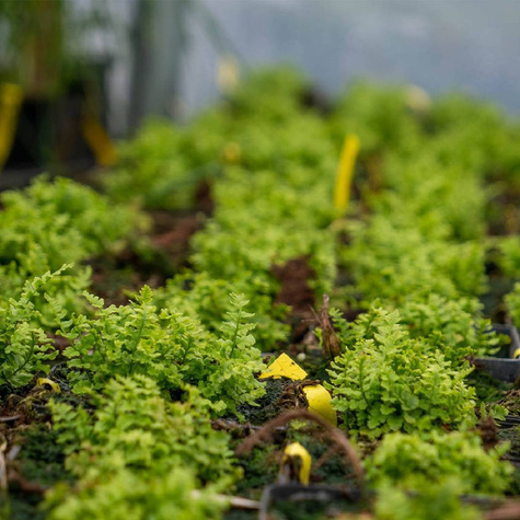 Nerecznica samcza (C2)