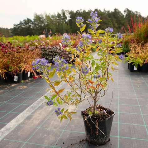 Barbula klandońska Gold Crest (C2)