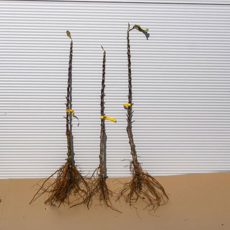 Jabłoń kolumnowa Moon Light w typie Kosztela Plant Pack