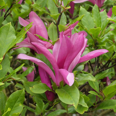Magnolia Betty (C2)