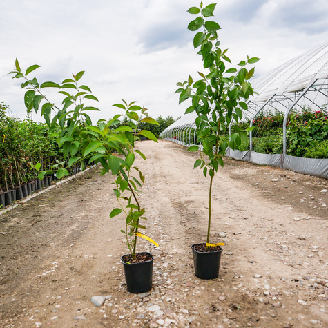 Dereń jedwabny (C2)