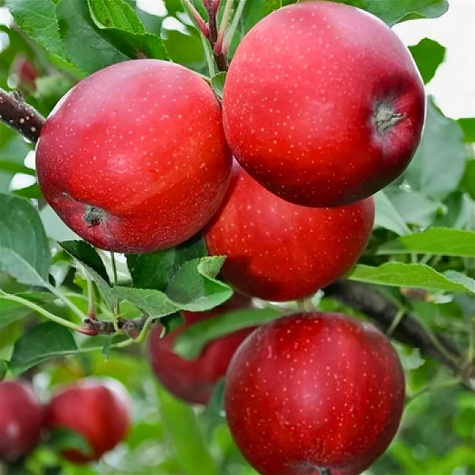 Jabłoń Rubinstar Plant Pack