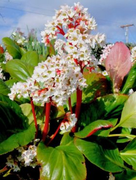Bergenia sercowata Bressingham White (C2)