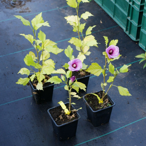 Ketmia syryjska Pink Flirt (P9)