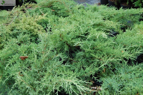 Jałowiec pośredni Pfitzeriana Compacta