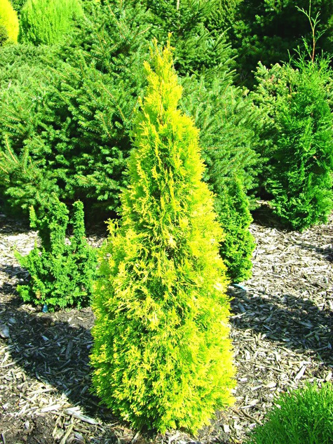 Thuja Tuja Żywotnik zachodni Golden Smaragd