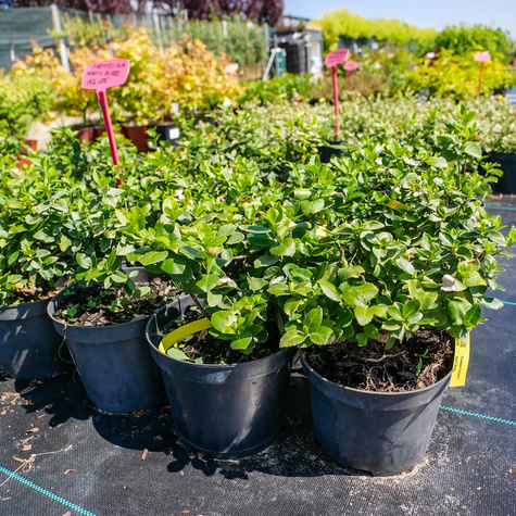 Trzmielina Fortune'a Hort's Blaze (C2)