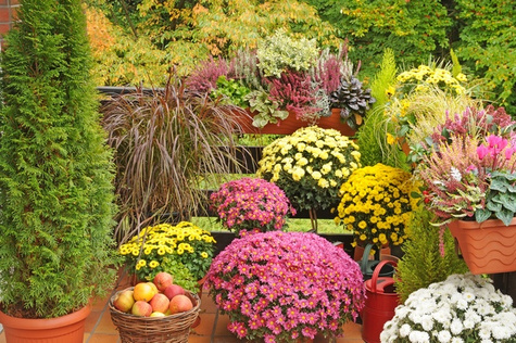 Chryzantema Ciotat DUŻA ROŚLINA do postawienia