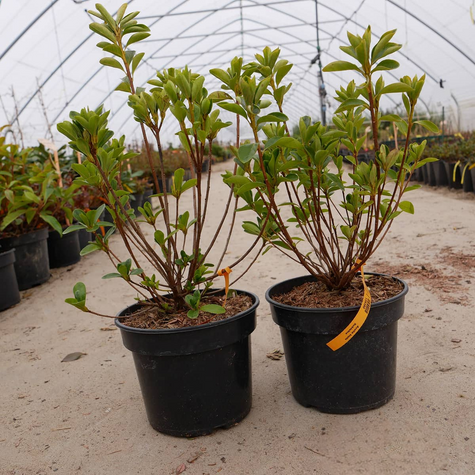 Azalia biała Subtelna (C2)