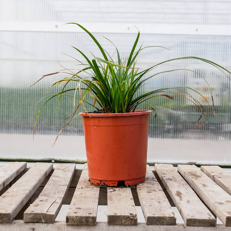 Turzyca japońska pstrolistna Variegata (P9)