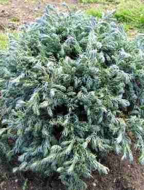 Cyprysik groszkowy Curly Tops