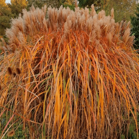 Miskant chiński Malepartus (C2)