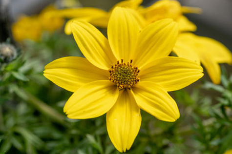 Bidens żółty Uczep Złoty deszcz SADZONKA