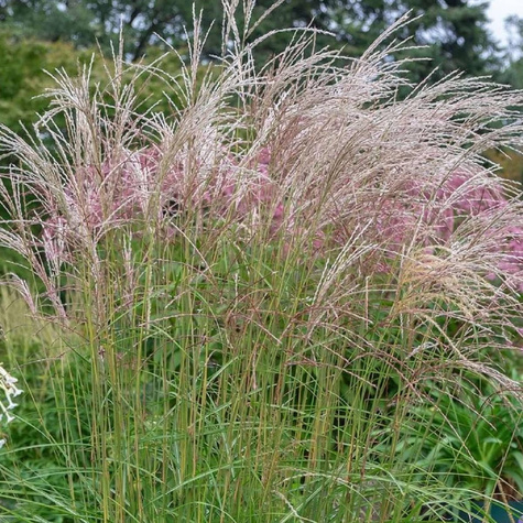 Miskant chiński Flamingo (C2)