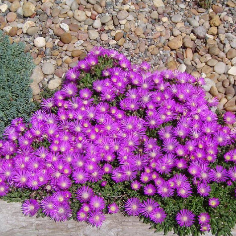 Przypołudnik Coopera Table Mountain (P9)