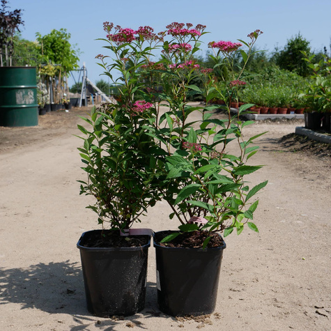 Tawuła japońska Anthony Waterer (C2)