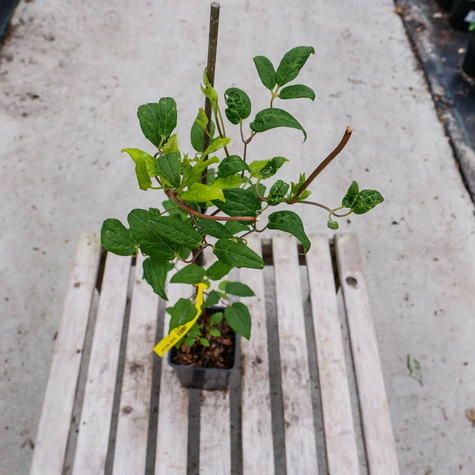 Powojnik Clematis wielkokwiatowy Bałtyk