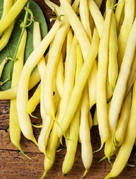 Fasola szparagowa żółta karłowa bezłykowa Rocquencourt Bio 30g