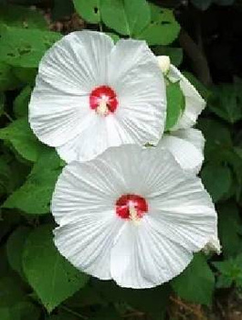 Hibiskus bylinowy Nippon White (C2)