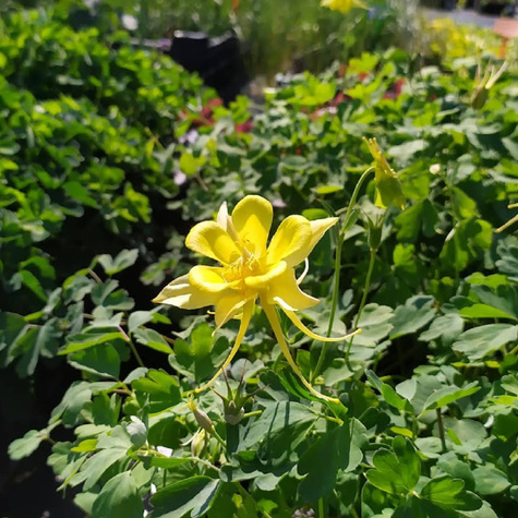 Orlik złocisty Spring Yellow Queen (C2)