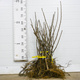 Porzeczka czerwona Rolan Plant Pack