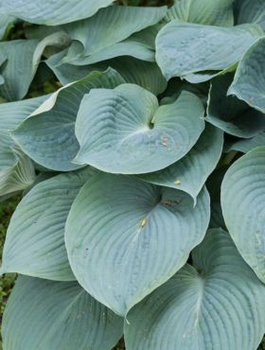 Funkia Hosta Siebolda Elegans