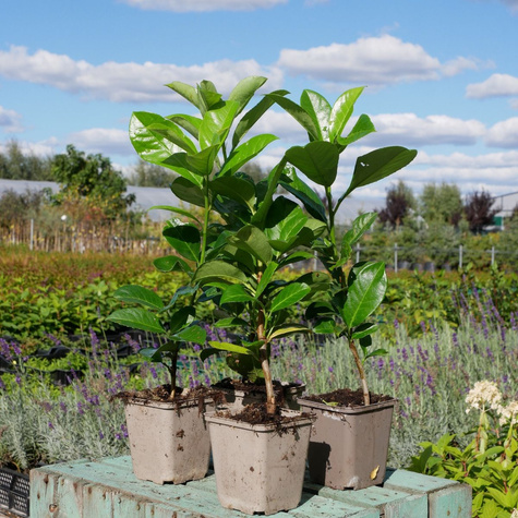 Laurowiśnia wschodnia Rotundifolia (P9)