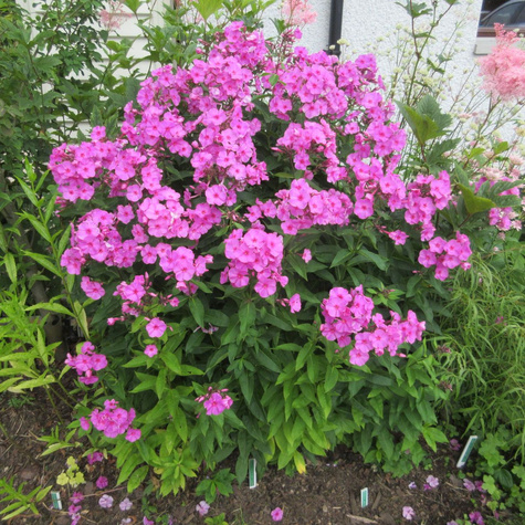 Płomyk wiechowaty Floks Pink Flame (C2)