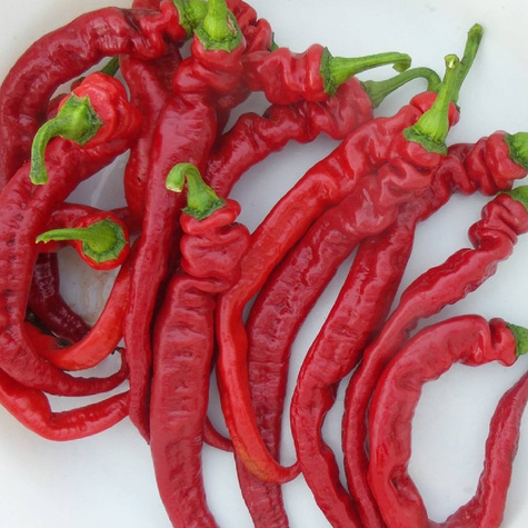 Papryka słodka Tongua mieszanic 0,1g