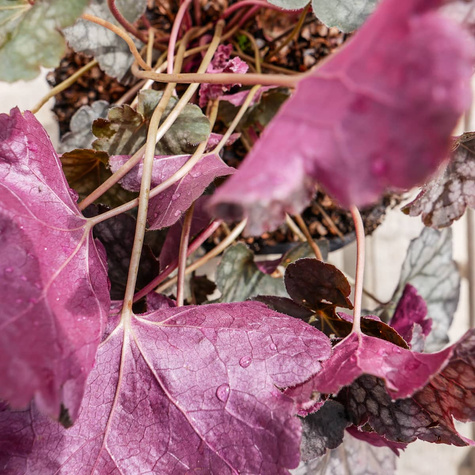 Żurawka ogrodowa Velvet Night (C2)