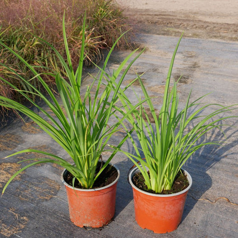 Liliowiec ogrodowy Frans Hals (C2)