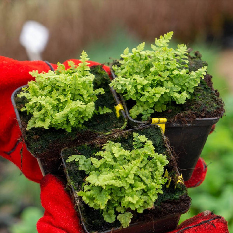 Nerecznica mocna Paproć Crispa (C2)