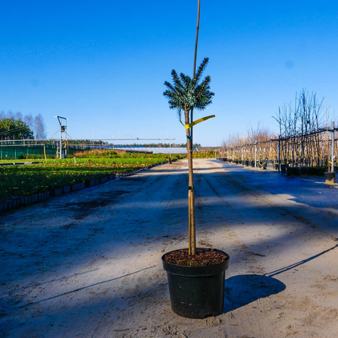 Świerk serbski Beskid szczepiony na pniu Pa50