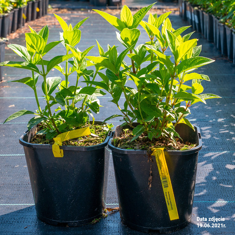 Hortensja bukietowa Magical Candle (C1.7)