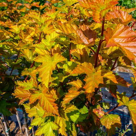 Pęcherznica kalinolistna Magic Ball (P9)