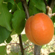 Morela Sundrop Plant Pack