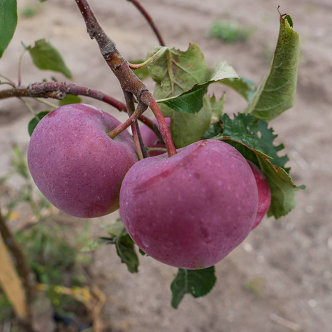 Jabłoń Paulared w doniczce C2