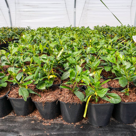 Laurowiśnia wschodnia Novita odporna na mróz (C2)