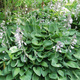 Funkia Hosta Fortune'a Hyacinthina
